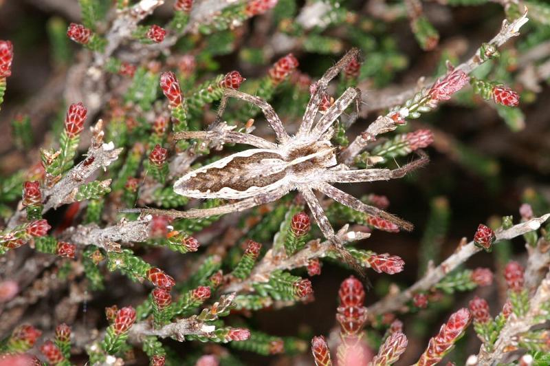 Pisaura_mirabilis_D3026_Z_85_NP De Hoge Veluwe_Nederland.jpg